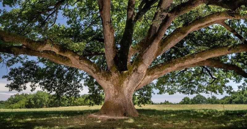 Le chêne de Tombeboeuf, dans le Lot-et-Garonne, élu plus bel arbre de l'année