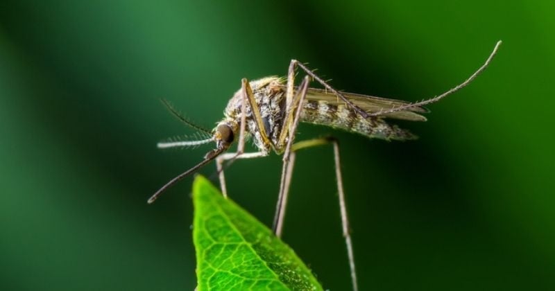 États-Unis : 2 milliards de moustiques génétiquement modifiés vont être lâchés dans la nature, voici pourquoi