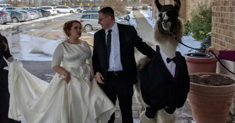 Comme il l'avait promis, il vient au mariage de sa soeur avec un lama en smoking