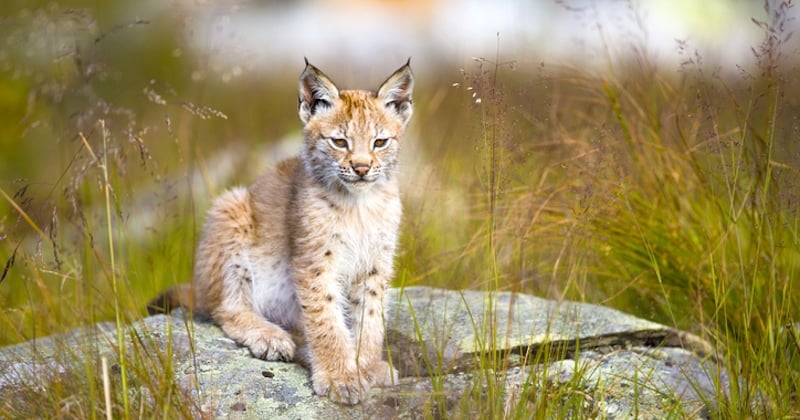Elle découvre un jeune lynx blessé sur sa terrasse dans le Jura 