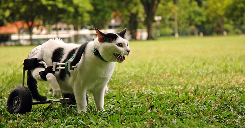 Chat handicapé : tout ce qu'il faut savoir pour l'accompagner