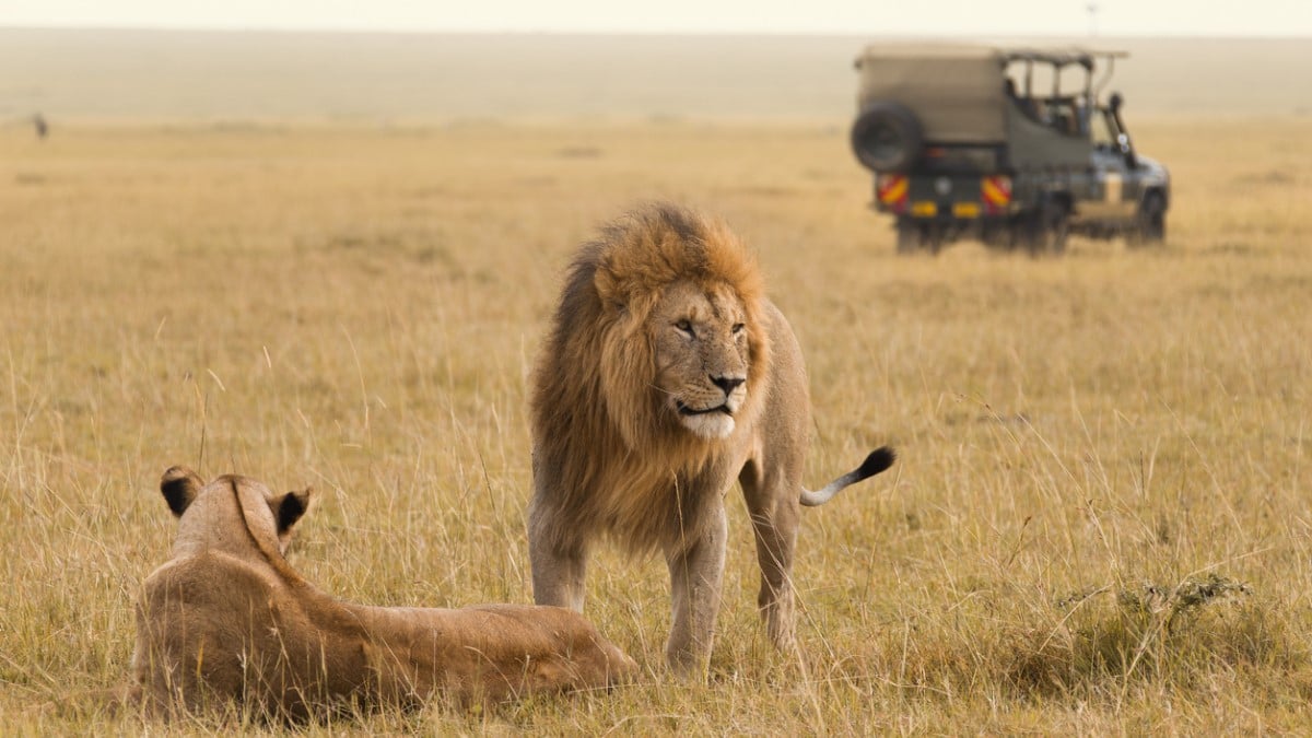 VIDÉO. En plein safari, la voiture de cette famille tombe en panne... au milieu des lions