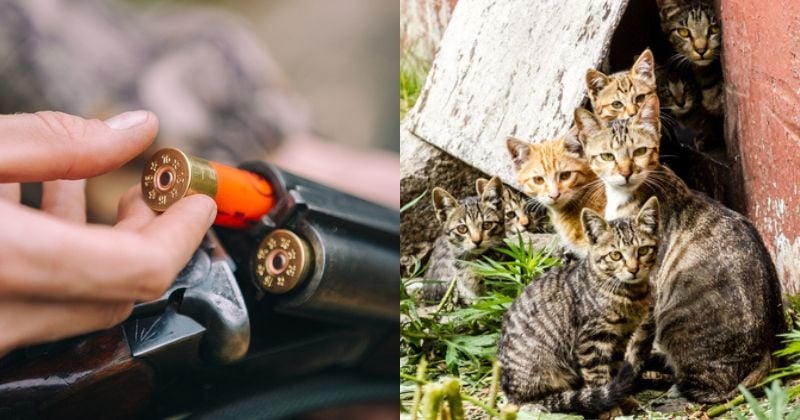 Cette ville voulait encourager les enfants de moins de 14 ans à tuer des chats errants, en les récompensant