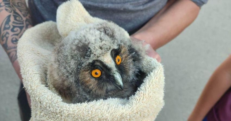 Des rugbymen arrêtent de jouer... pour sauver un hibou à deux doigts d'y passer