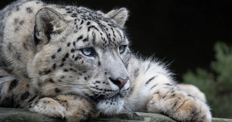 Le léopard des neiges n'est plus « en voie de disparition » !