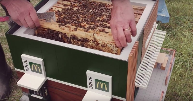 Le plus petit McDonald's du monde est une ruche pour préserver les abeilles