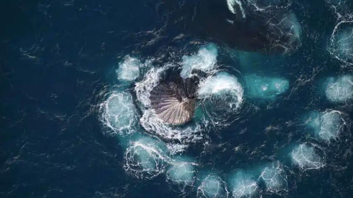 Ces baleines offrent un spectacle naturel saisissant en créant une spirale de Fibonacci