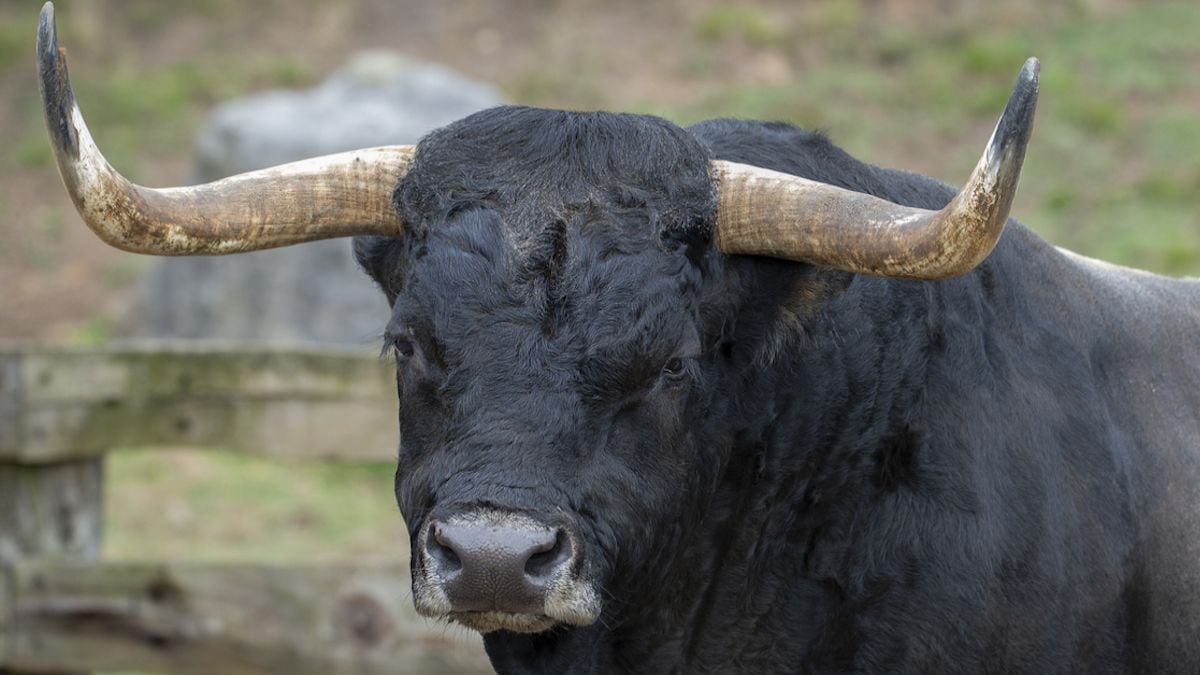 Des individus s'introduisent dans une ferme pour voler 30 000 euros de... sperme de taureau 