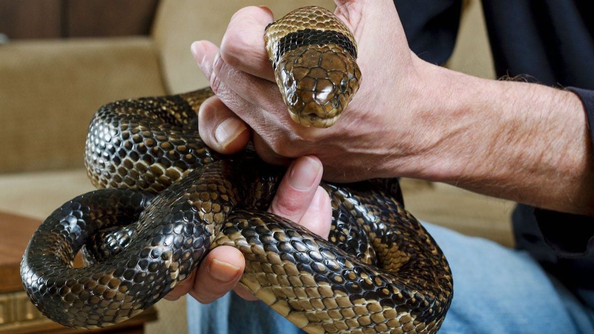 Un serpent venimeux dans les mains de Tim Friede