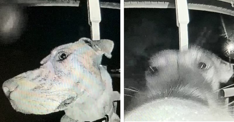 Cette vidéo hilarante montre un chien sonner à la porte de sa maison pour rentrer, après s'être enfui de chez lui