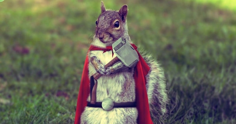 10 animaux qui se déguisent comme Thor pour avoir un look plus badass