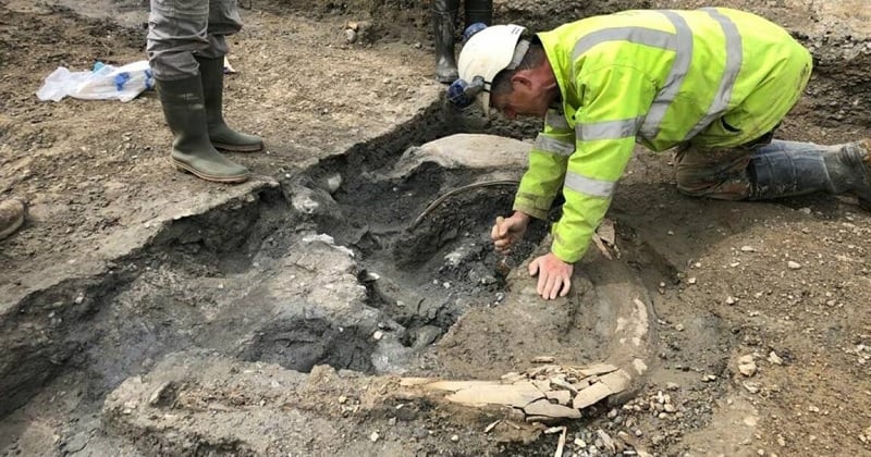 Royaume-Uni : les archéologues ont découvert un « cimetière de mammouths » vieux de 220 000 ans