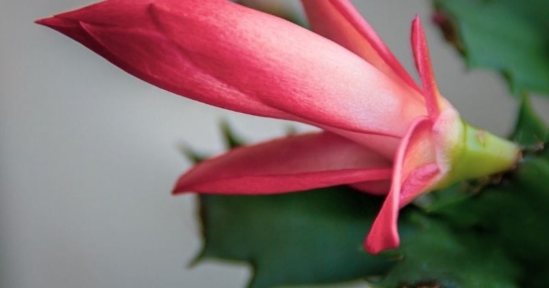 Cactus de Noël : 3 étapes simples pour le faire refleurir