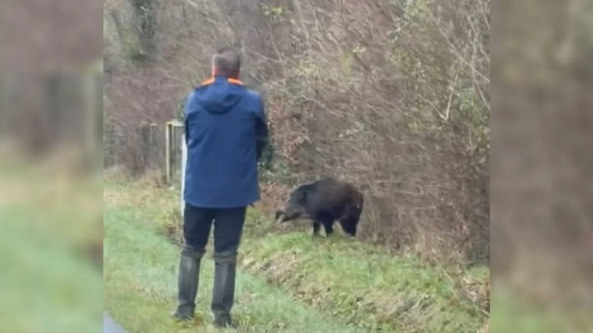 Le chasseur qui a abattu un sanglier blessé juste devant des automobilistes affirme que c'était ‭« justifié »