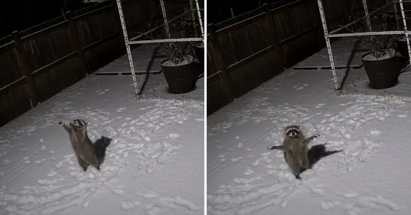 Dans cette vidéo qui vous fera fondre, un raton laveur essaye d'attraper des flocons de neige