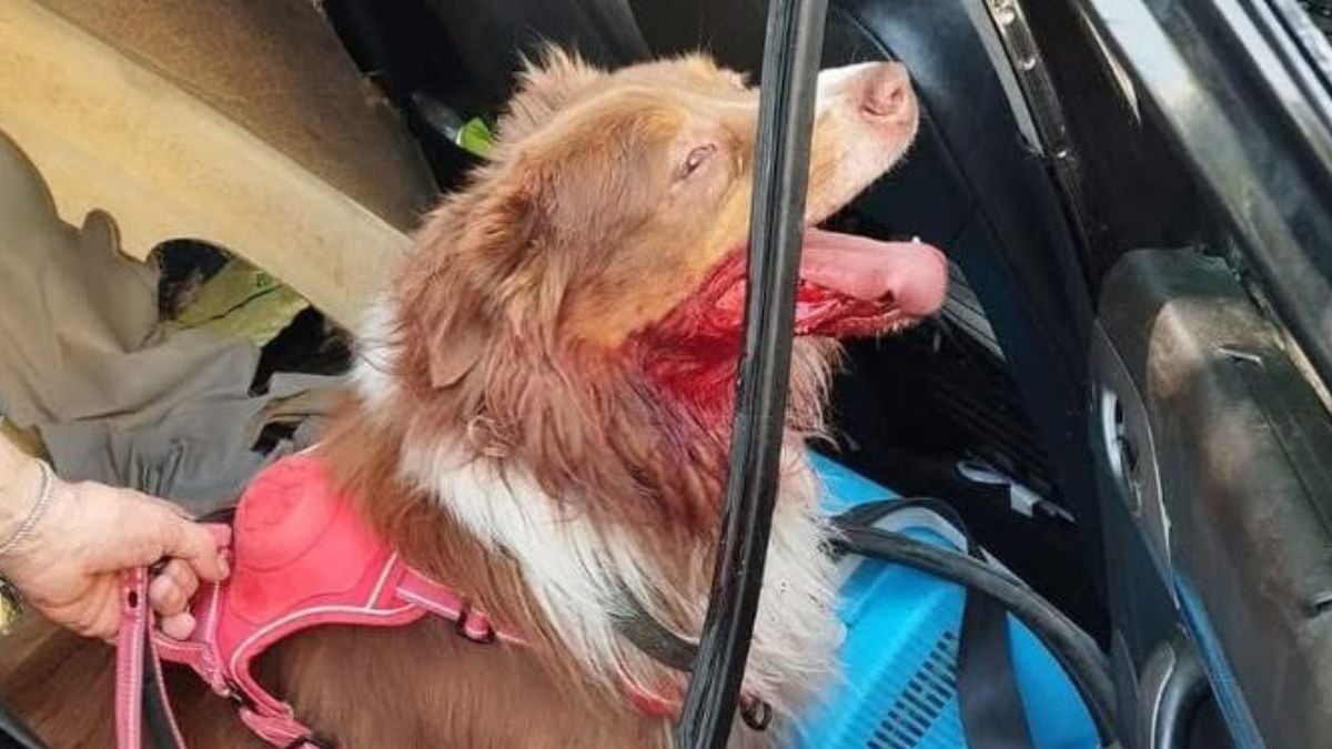 Un chien retrouvé en sang et à l'agonie après avoir été abandonné dans une voiture garée en plein soleil