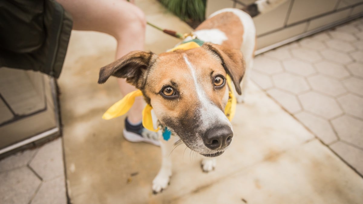 Un chien avec un ruban jaune autour du cou