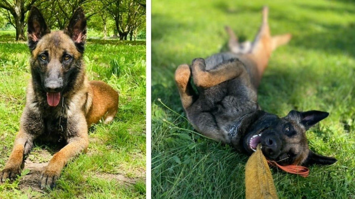 Abandonné dans la rue, ce Malinois a été recueilli par la SPA et sauve aujourd'hui des vies avec les gendarmes