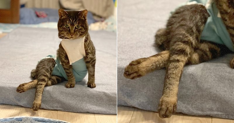 La photo géniale de ce chat en train de prendre la pose comme un mannequin est devenue virale