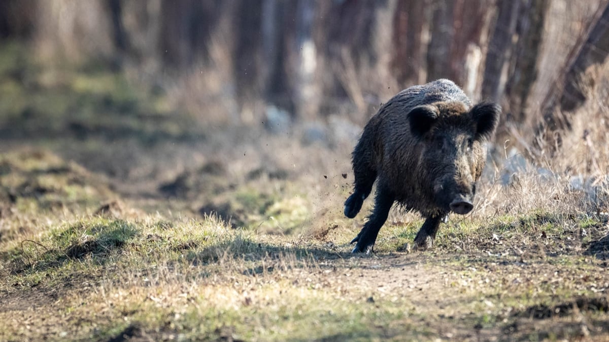 Un sanglier de 80 kilos charge et piétine un chasseur lors d'une battue, il décède d'une crise cardiaque