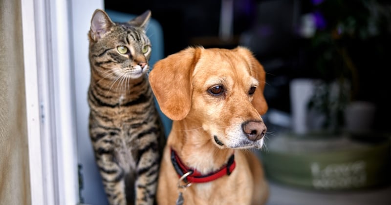 Votre chat fait la loi à la maison ? Laetitia, vétérinaire et comportementaliste félin vous donne ses conseils