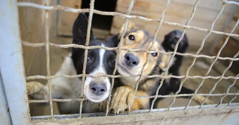 Loi contre la maltraitance animale : un député veut interdire la vente d'animaux de compagnie sur internet