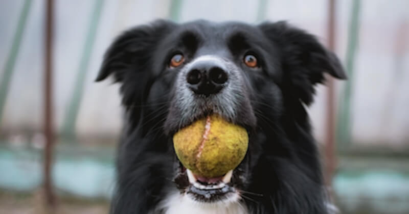 Une étude hongroise révèle que les chiens ont une conscience corporelle et comprennent les conséquences de leurs actions