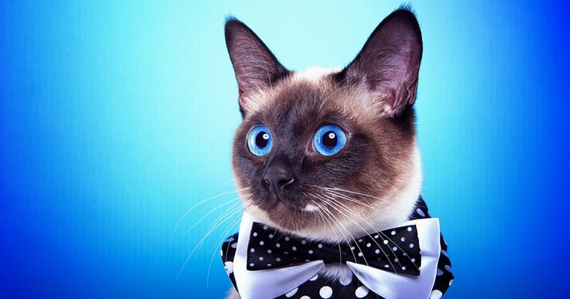 Top 15 des plus belles races de chats aux yeux bleus