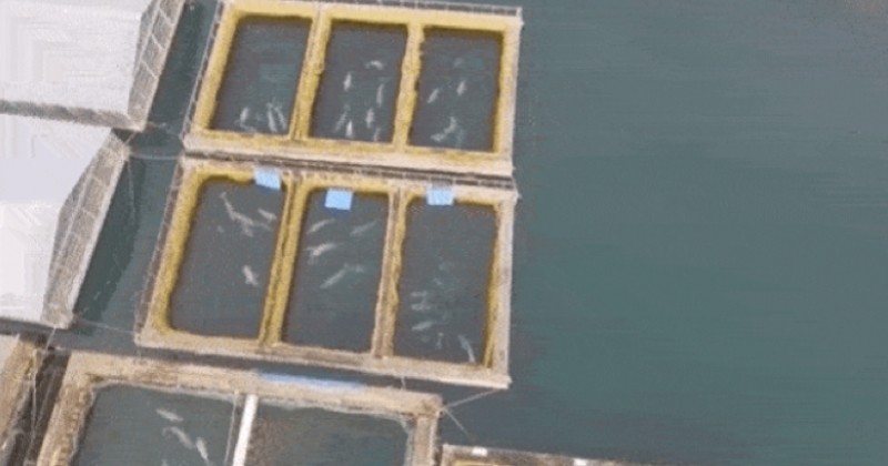 Une prison illégale pour mammifères marins repérée en Russie