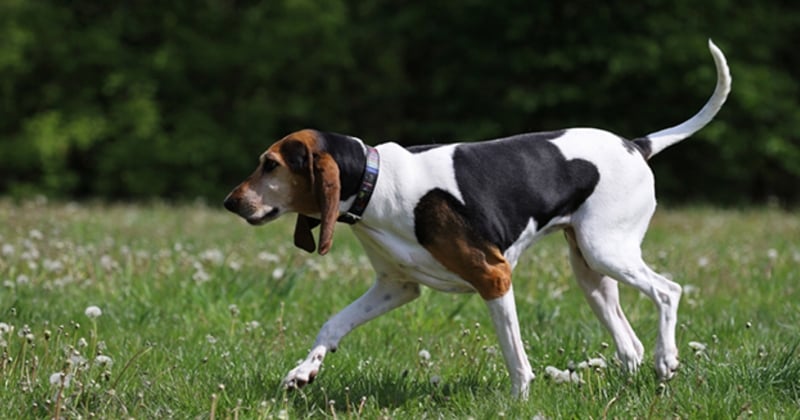 Top 15 des races de chiens anglaises les plus populaires