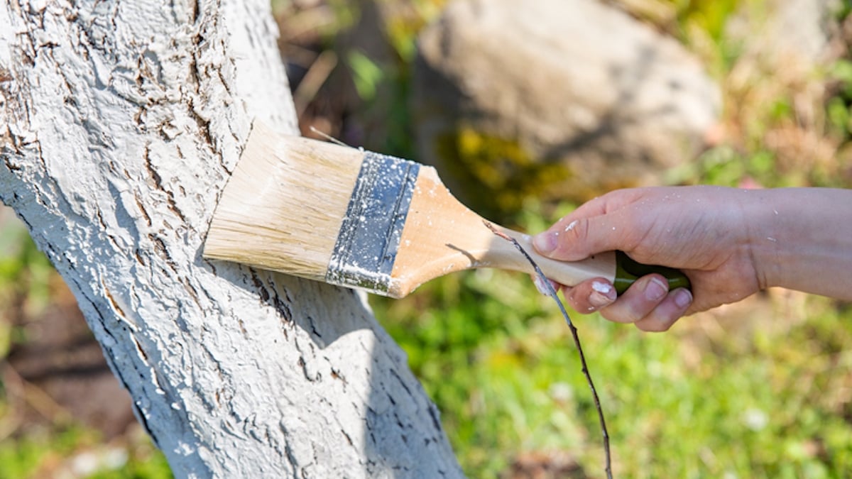 Voici pourquoi il faut peindre ses arbres en blanc avec l'arrivée du printemps