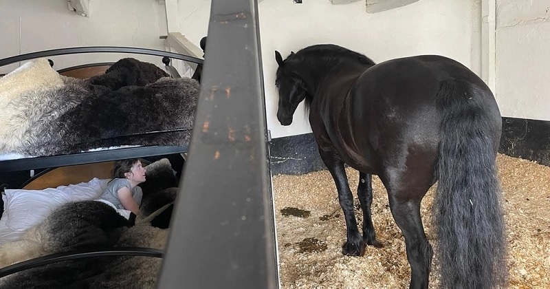 Une écurie vous propose de dormir avec les chevaux dans leur boxe le temps d'une nuit