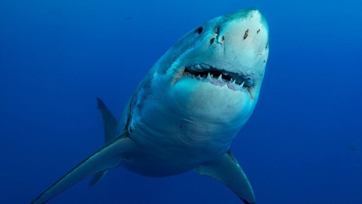 Voici la raison pour laquelle vous ne verrez jamais de requins blancs dans un aquarium