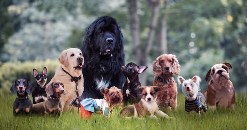 Voici la race de chien préférée des Français en 2022, et ce n'est pas une surprise !