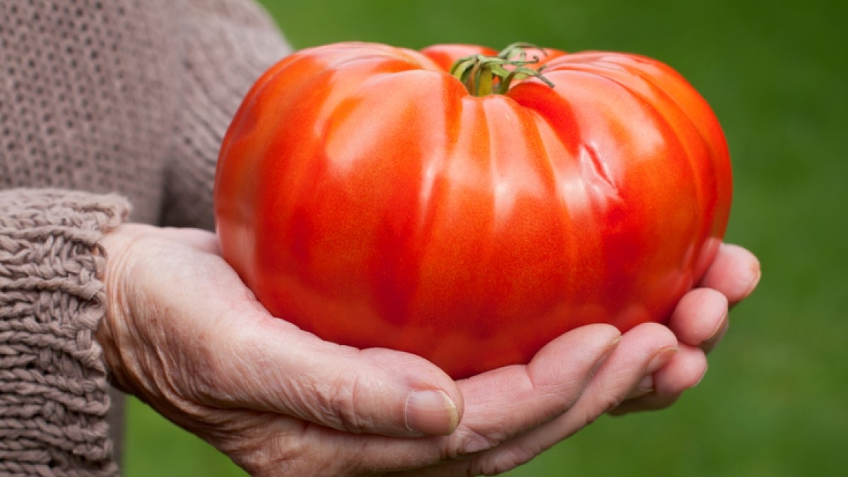 Un cultivateur a fait pousser une énorme tomate... de 1,1 kg 