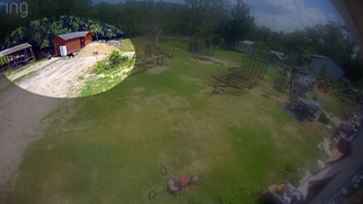 Image de vidéosurveillance montrant un chien attaqué par un alligator 