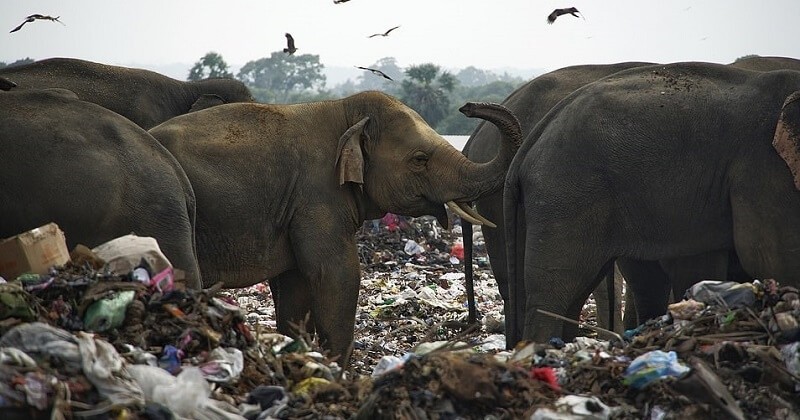 En quête de nourriture, des éléphants sauvages ont été photographiés en train de manger des déchets