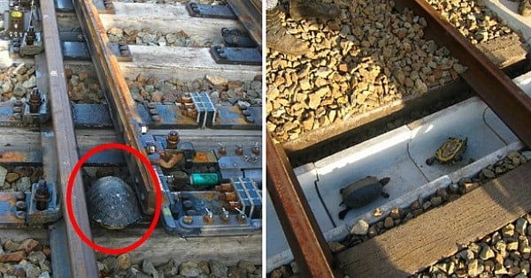 La SNCF Japonaise a eu l'idée de construire des tunnels... pour que les tortues puissent traverser en toute sécurité !