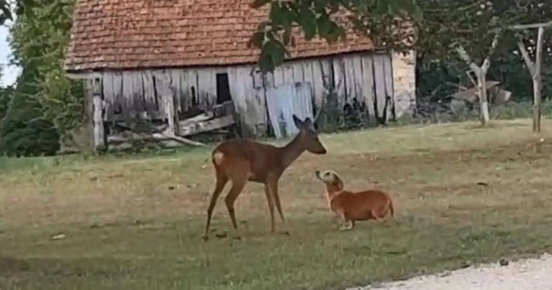 Dordogne : un chevreuil et un teckel nouent une tendre amitié pleine d'amour