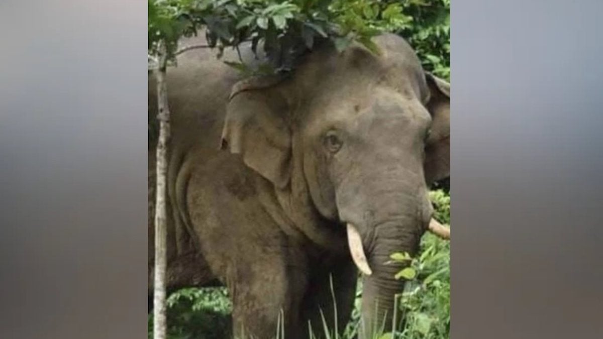 Oyewan, l'éléphant responsable de la mort de plusieurs personnes en Thaïlande