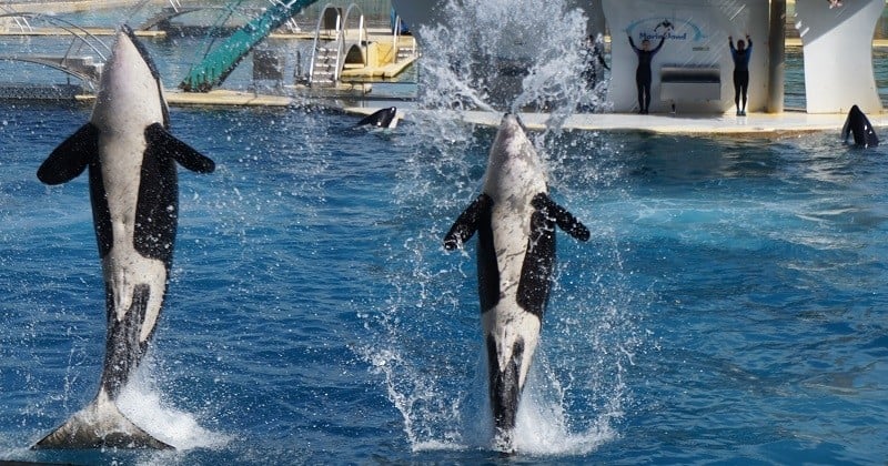 Marineland conteste la décision du gouvernement concernant l'interdiction de garder des animaux en captivité 