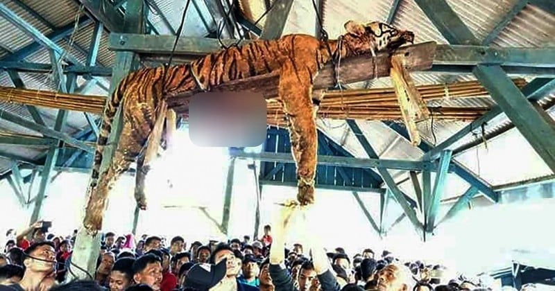 Par vengeance, des villageois indonésiens éventrent et suspendent un tigre de Sumatra, une espèce menacée d'extinction
