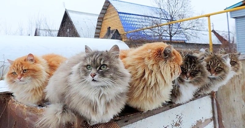 En Sibérie, cette ferme unique abrite des centaines de chats majestueux