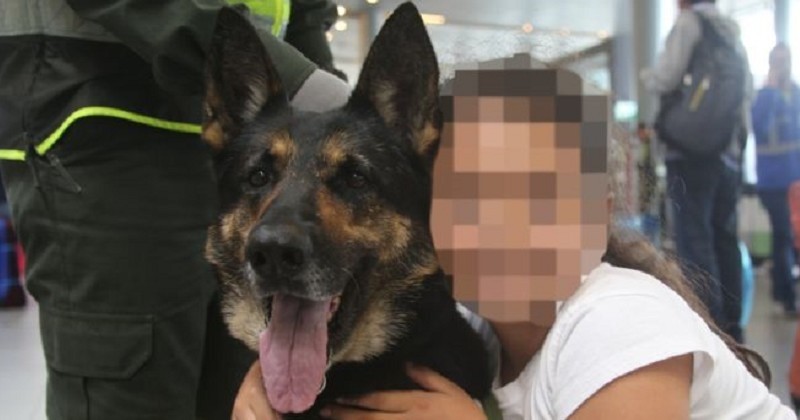 En Colombie, la tête d'un chien renifleur a été mise à prix par les cartels