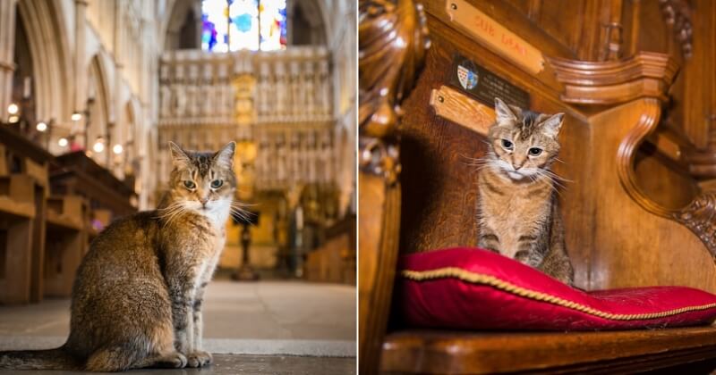 Une cathédrale a organisé des obsèques poignantes pour une chatte errante ayant vécu 12 ans entre ses murs