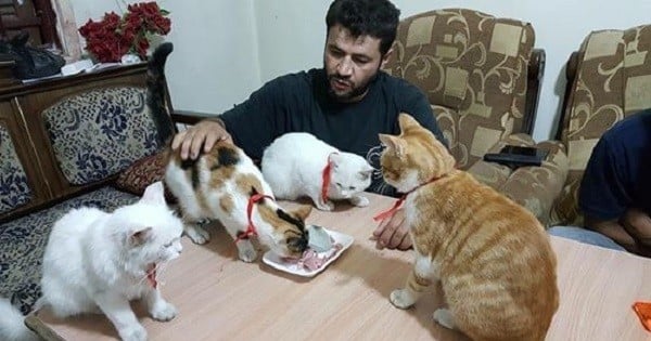 Alors que la guerre continue de faire rage en Syrie, un homme reste à Alep pour prendre soin des chats abandonnés