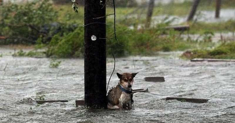 Tempête de Harvey :  La photo de ce chien attaché à un poteau, abandonné en pleine montée des eaux, indigne les internautes