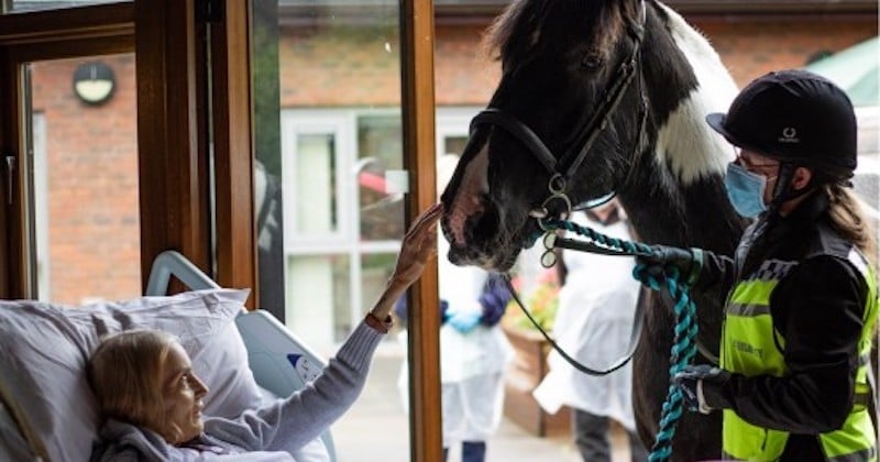 En phase terminale, elle fait ses adieux à son cheval et ses deux chiens depuis son lit d'hôpital 