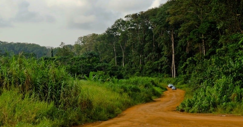 La Norvège va financer le Gabon dans ses actions pour la lutte contre la déforestation