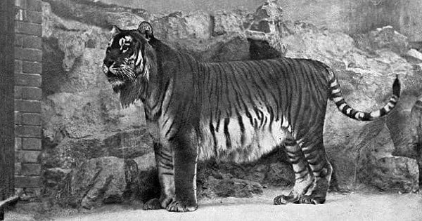 Espèce éteinte depuis 50 ans, le tigre de Caspienne va peut-être refaire surface grâce au travail de scientifiques